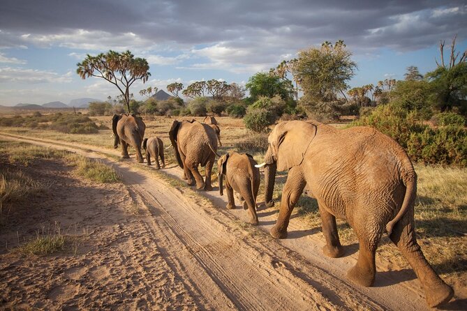 (2 Days, 1 Night) Day & Night Game Drive Tsavo East National Park - Leaving Diani before sunrise