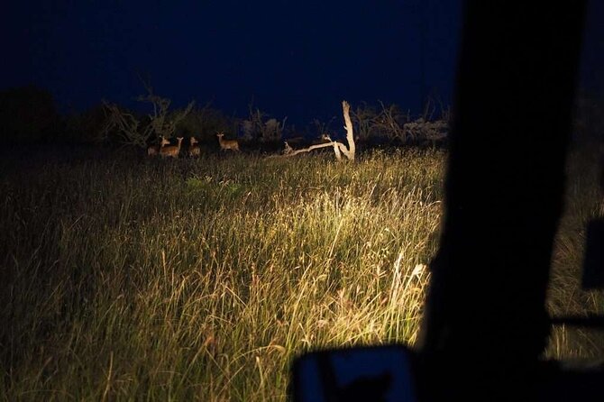 (2 Days, 1 Night) Day & Night Game Drive Tsavo East National Park - Why the two-hour night drive changes the safari