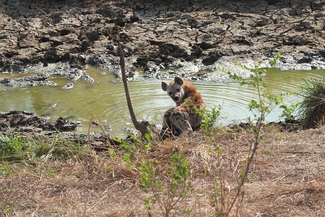 2 Days 1 Night Mikumi National Park - Key points to know before you book