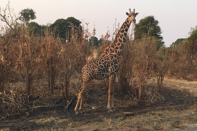 2 Days 1 Night Mikumi National Park - Day two: an early drive before the return journey
