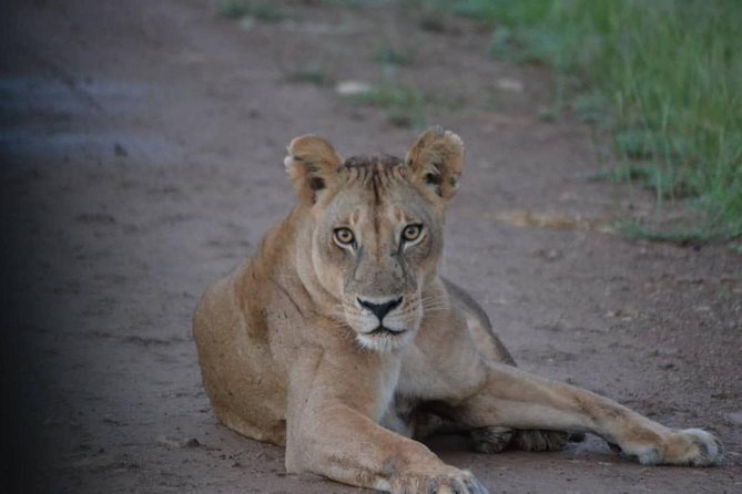 2 Days 1 Night Mikumi National Park from Dar es salaam - The 5 a.m. departure from Dar es Salaam
