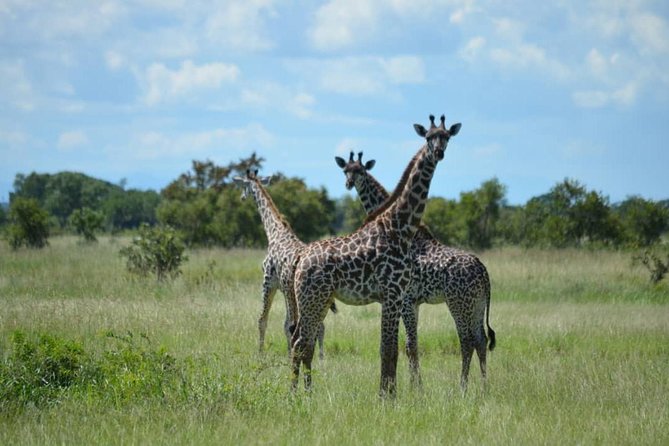 2 Days 1 Night Mikumi National Park from Dar es salaam - Dinner and an overnight stay inside the park