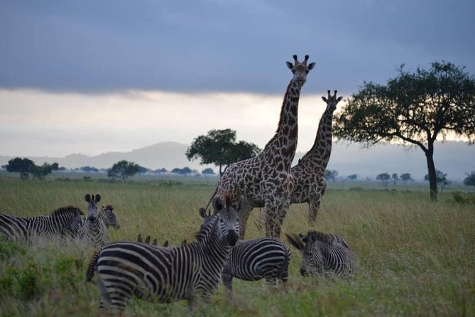 2 Days 1 Night Mikumi National Park from Dar es salaam - The 6:30 a.m. game drive