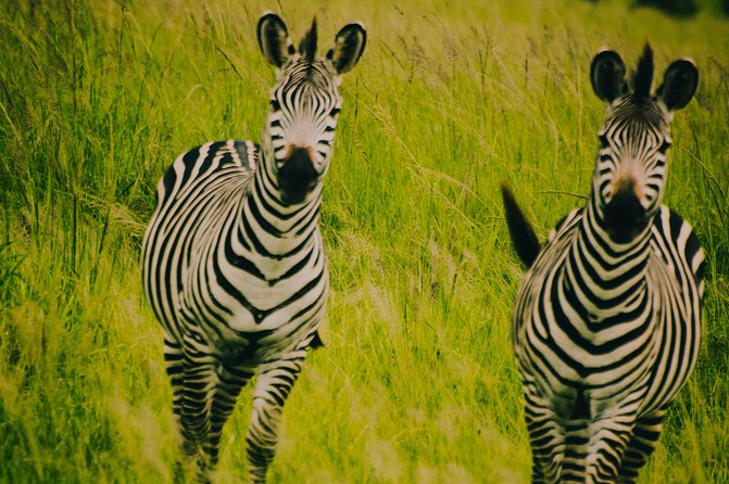 2 Days 1 Night Mikumi National Park from Dar es salaam - What the $670 price includes