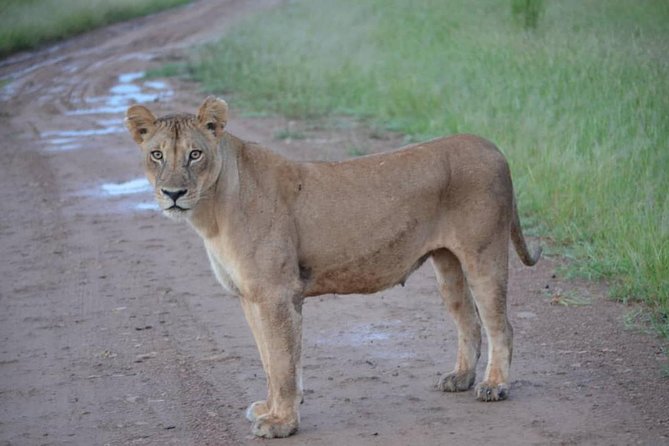 2 Days 1 Night Mikumi National Park from Dar es salaam - Who will enjoy this trip most