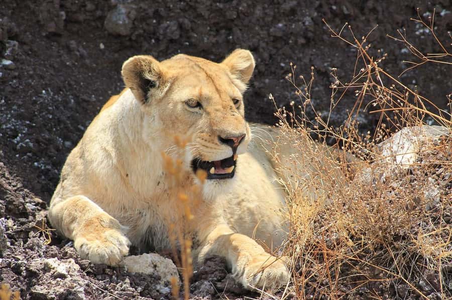 2-Days 1-Night Nyerere National Park from Zanzibar by flight - Key points at a glance