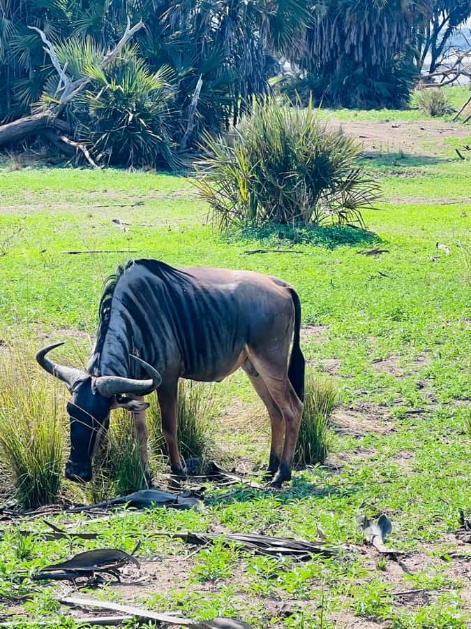 2-Days 1-Night Nyerere National Park from Zanzibar by flight - Why this Zanzibar safari works in just two days