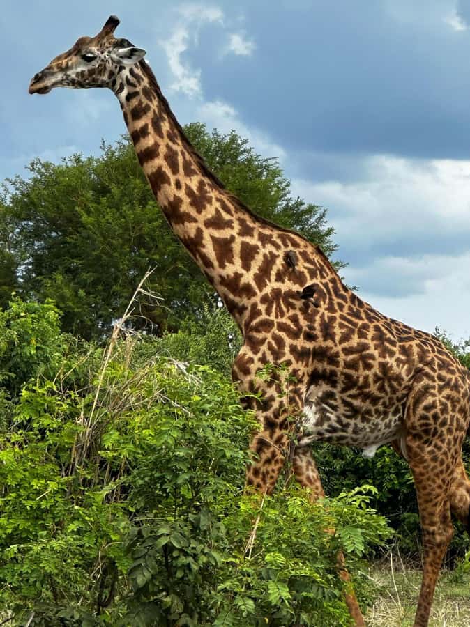 2 Days 1 Night Nyerere National Park from Zanzibar by flight - The Rufiji River at 10:00