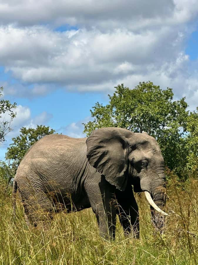 2 Days 1 Night Nyerere National Park from Zanzibar by flight - Lunch, pool time, and the flight home