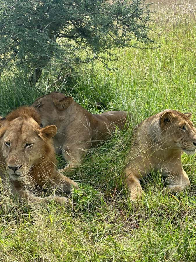 2 Days 1 Night Nyerere National Park from Zanzibar by flight - How organized is the experience?