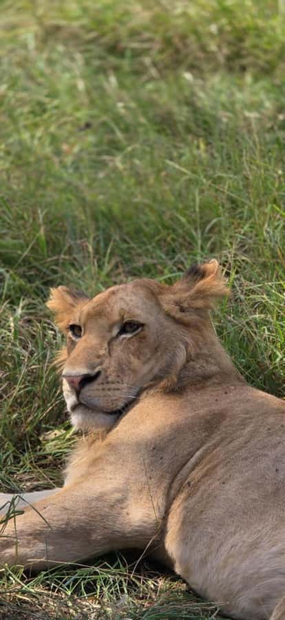 2 Days 1 Night Nyerere National Park from Zanzibar by flight - Who should choose this two-day safari?