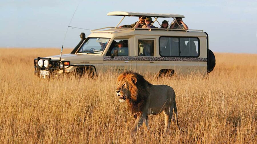 2-Days 1-Night Nyerere National Park from Zanzibar by flight - Early morning from Zanzibar to Mtemere Airstrip