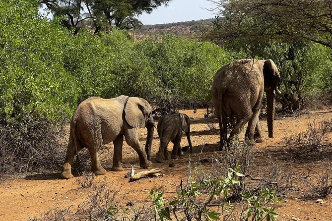 2 Days Amboseli National Park Safari - Key points before you book