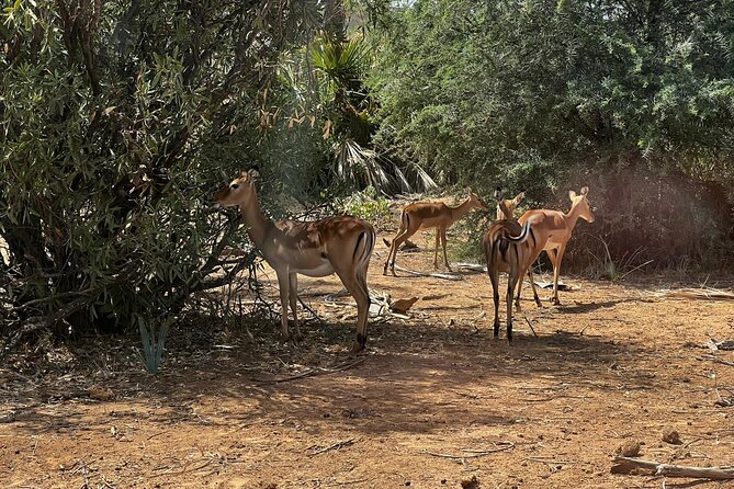 2 Days Amboseli National Park Safari - The afternoon drive in Amboseli