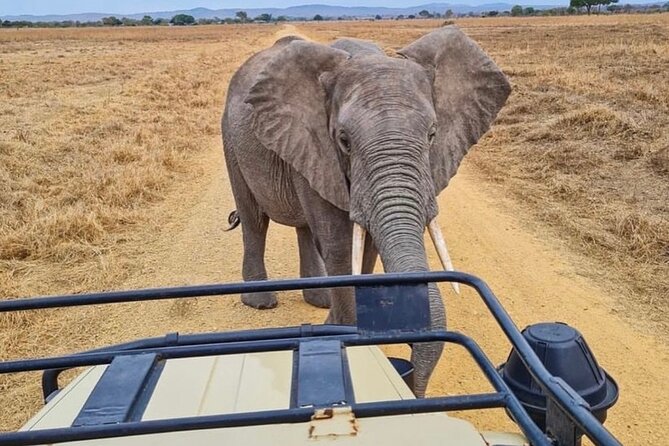 2 Days Best Safari to Mikumi National Park - Who should book this safari