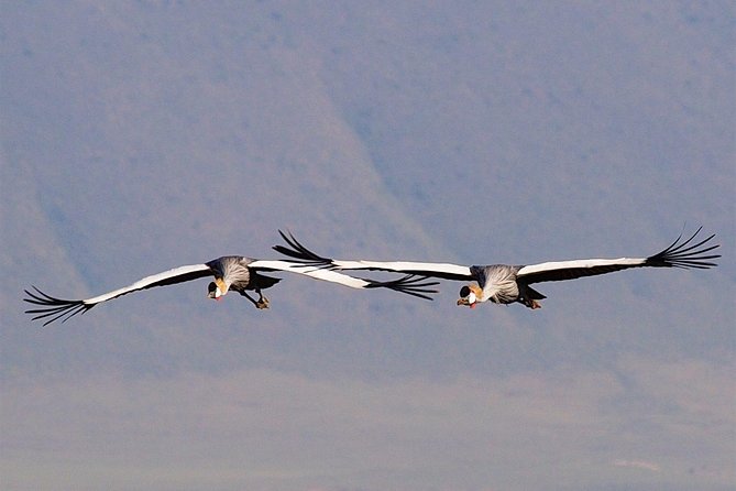 2 Days Joined Group Tarangire and Ngorongoro Crater National Park - The small-group setup and guide service
