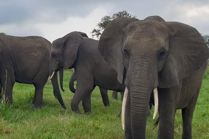 2 Days Mikumi National Park Safari From Dar es salaam or Zanzibar - Day two: the sunrise game drive