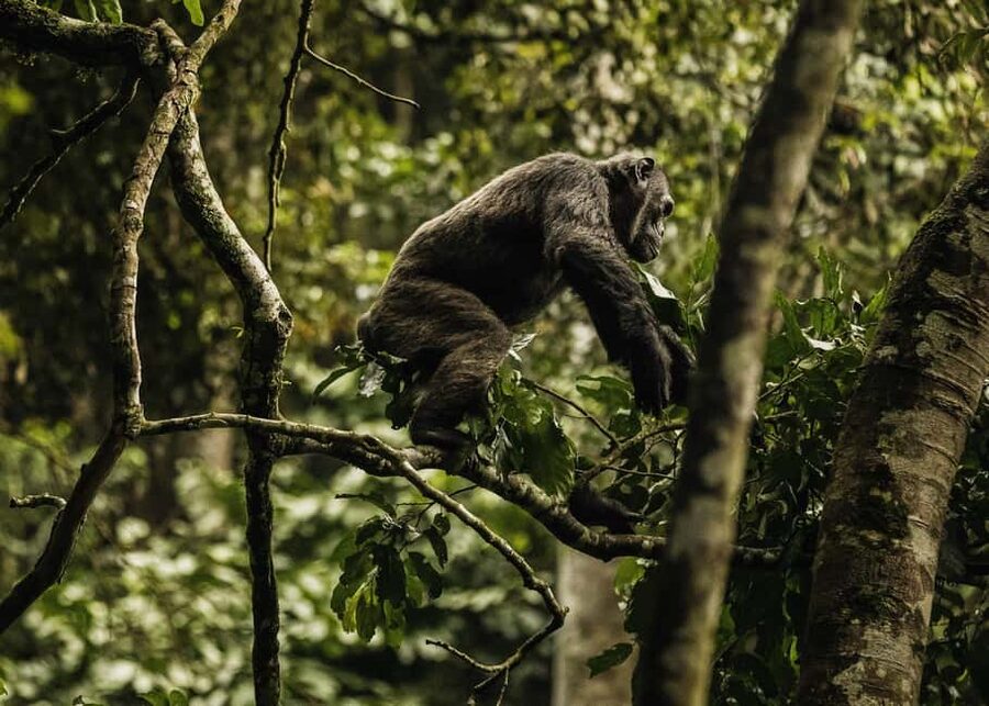 2 Days Nyungwe National Park Tours -Chimp-Canopy-Waterfall - Key points to know before you book