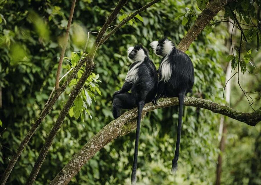 2 Days Nyungwe National Park Tours -Chimp-Canopy-Waterfall - The Ndambarare Waterfall hike