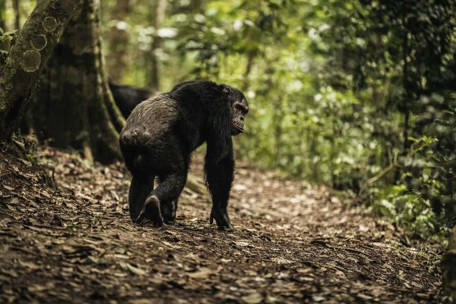 2 Days Nyungwe National Park Tours -Chimp-Canopy-Waterfall - What the $450 price really covers