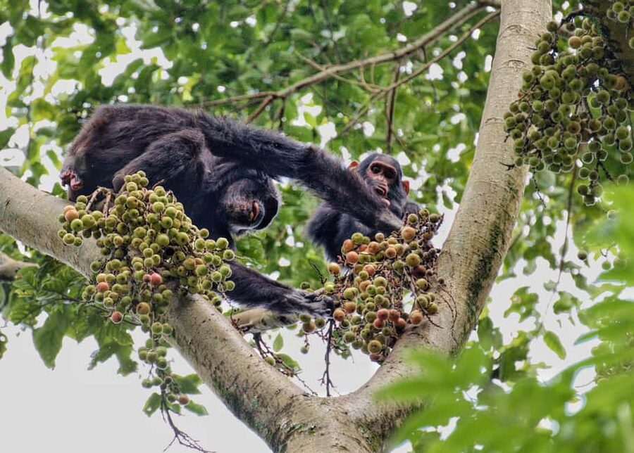 2 Days Nyungwe National Park Tours -Chimp-Canopy-Waterfall - The guide can shape the whole experience