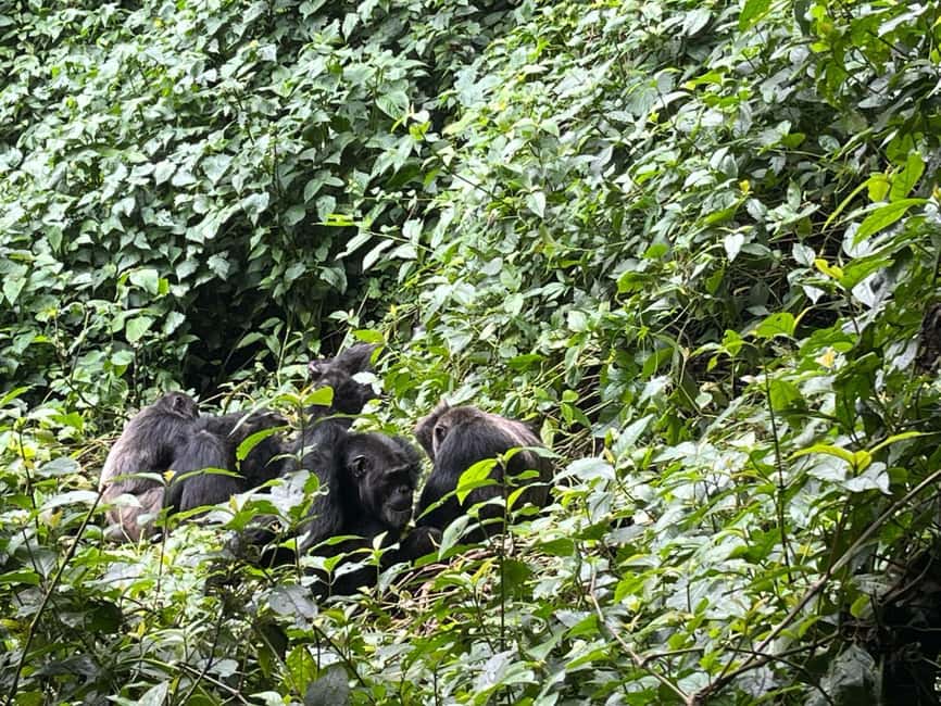2 Days Nyungwe National Park Tours -Chimp-Canopy-Waterfall - Who should choose this two-day Nyungwe trip