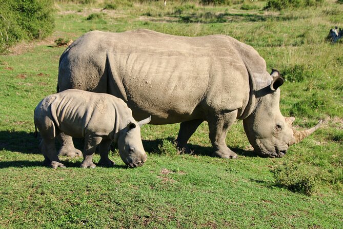 2 days Pilanesberg national park luxury safari - Why Pilanesberg works well for a short safari