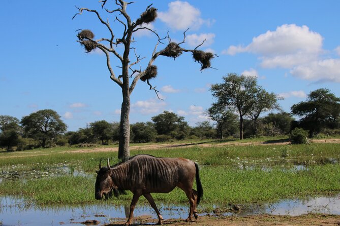 2 days Pilanesberg national park luxury safari - Day two: the early search for animals