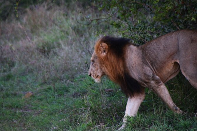 2 days Pilanesberg national park luxury safari - The Big Five and what you may actually see