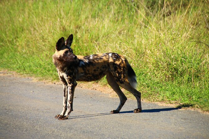 2 days Pilanesberg national park luxury safari - Transport, pickup points, and group size