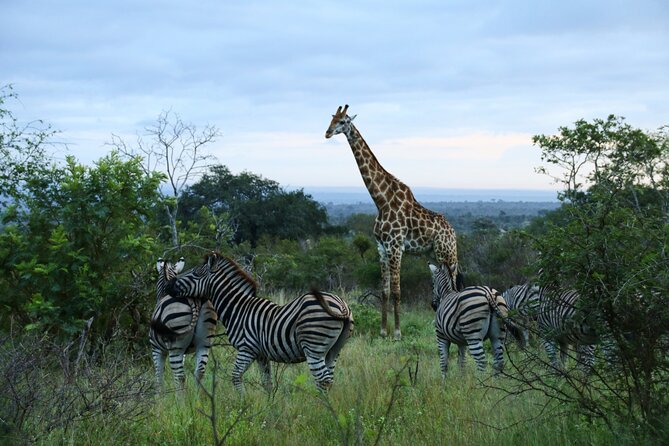 2 days Pilanesberg national park luxury safari - What to bring for two game drives