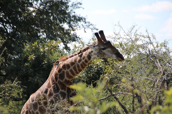 2 days Pilanesberg national park luxury safari - Who should book this safari