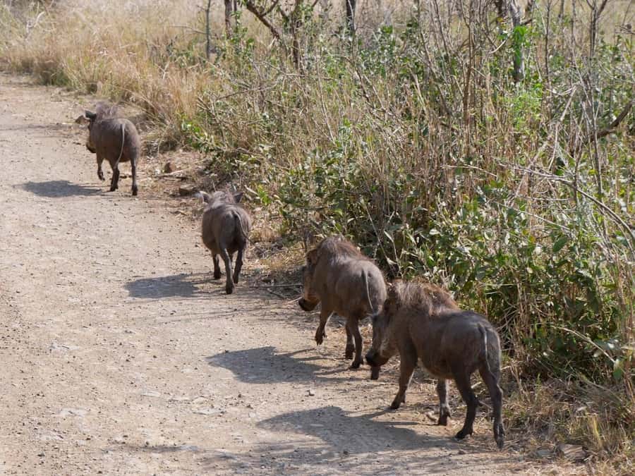 2 days Pilanesberg national park luxury safari - Should you book the Pilanesberg two-day safari?