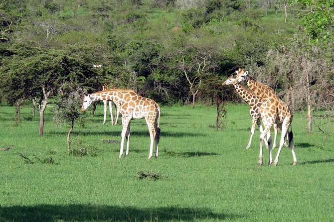 2 Days Popular Safari to Lake Mburo National Park - Why Lake Mburo fits a two-day safari