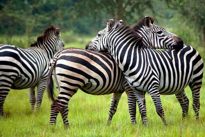 2 Days Popular Safari to Lake Mburo National Park - Mpambire’s drum village and the Equator at Kayabwe
