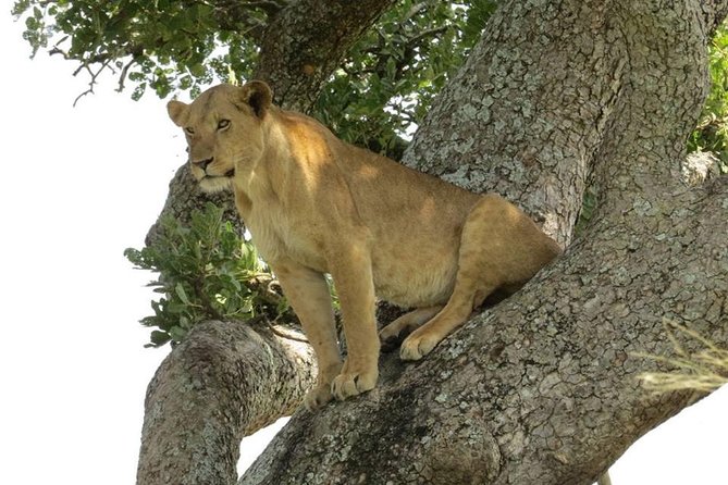 2 Days Popular Safari to Lake Mburo National Park - A two-hour boat ride on Lake Mburo