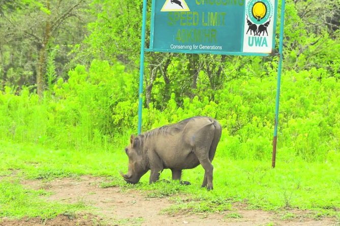 2 Days Popular Safari to Lake Mburo National Park - The lodge stay, meals, and the $1,250 price