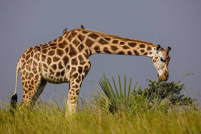 2 Days Popular Safari to Lake Mburo National Park - The early game drive on day two
