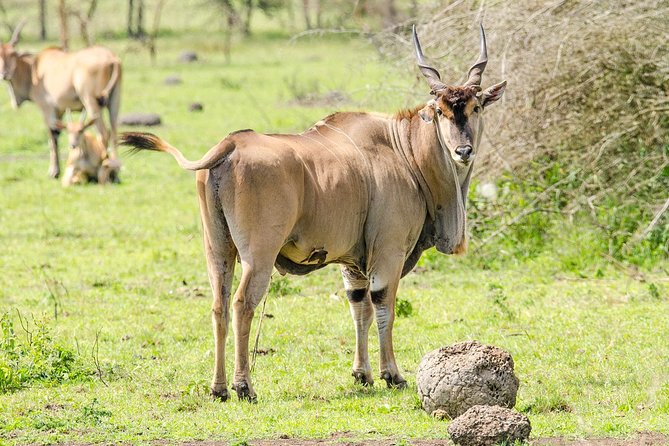 2 Days Popular Safari to Lake Mburo National Park - The 6:30 a.m. departure from Kampala