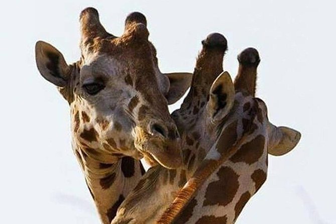2 days quick trip to Mikumi National park - Key points to know before booking