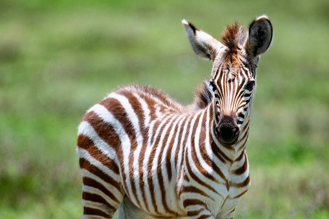 2 days quick trip to Mikumi National park - Mikumi in two days: a practical safari choice