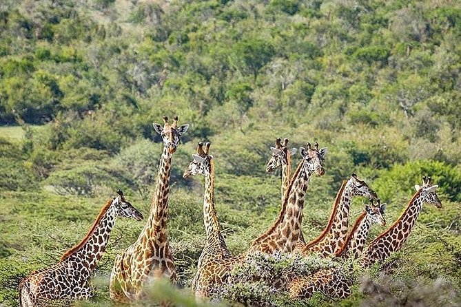 2 days quick trip to Mikumi National park - Sleeping in a budget banda inside the park