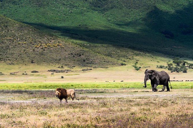 2 days quick trip to Mikumi National park - The first afternoon game drive