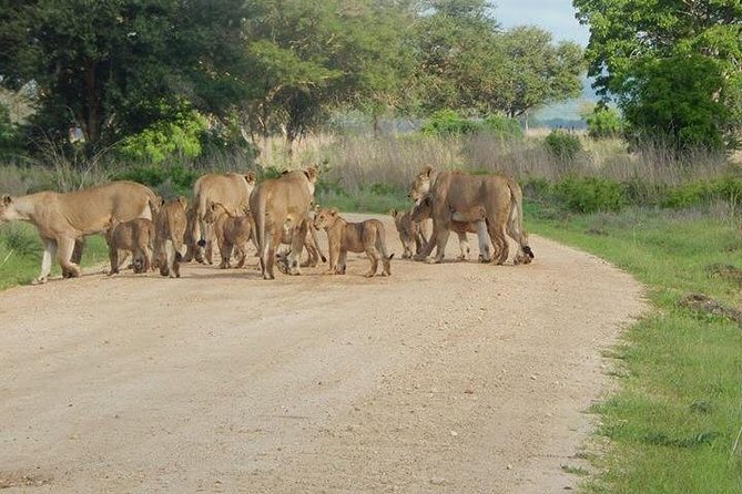 2 Days safari to Mikumi National Park from Dar es salaam - The early departure from Dar es Salaam