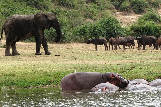 2 Days Safari To Queen Elizabeth National Park with Cruise - A two-day route built around the Kazinga Channel