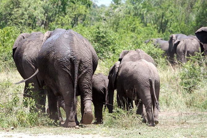 2 Days Safari To Queen Elizabeth National Park with Cruise - Day 2: Kasenyi game drive and the return to Kampala
