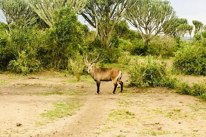 2 Days Safari To Queen Elizabeth National Park with Cruise - Booking details that matter