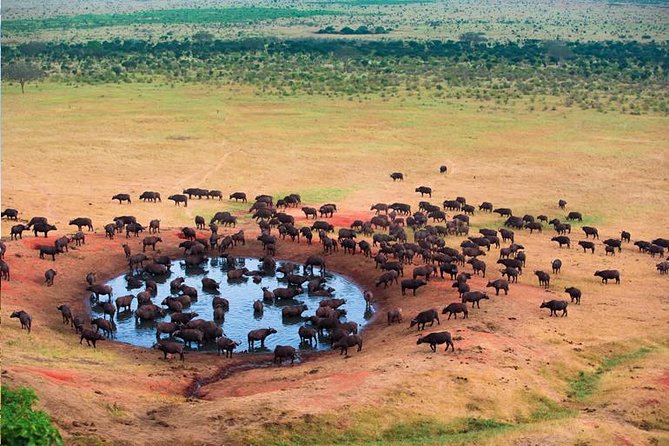 2 Days Tanzania Safari - Lake Manyara and Tarangire National Park - Lake Manyara: lake views, elephants, and famous lions