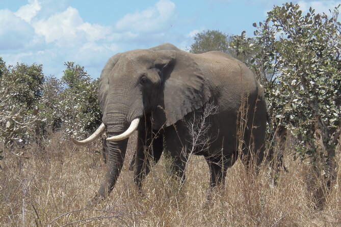 2 Days Wildlife Safari in Mikumi National Park - Day one, eight hours among Mikumi’s animals