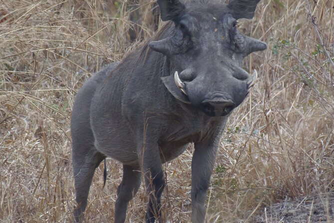 2 Days Wildlife Safari in Mikumi National Park - Day two, the best reason to get up early